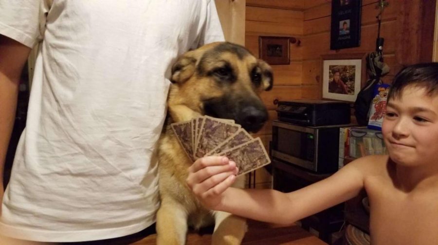 Snickers getting involved in a poker game. 