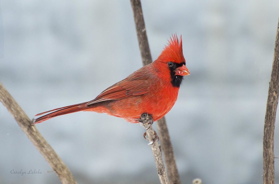 Red+Cardinal+in+the+winter.