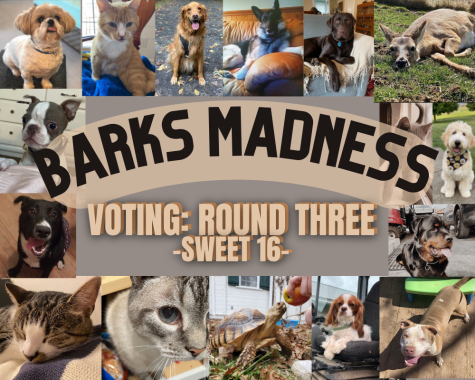 Round 3 of Barks Madness is live NOW! You can vote until Saturday!