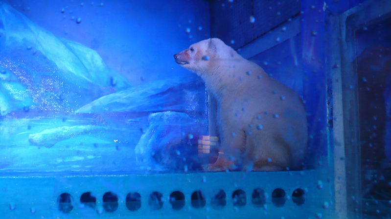 Worlds Saddest Polar Bear. A fake habitat equals real depression even in animals.