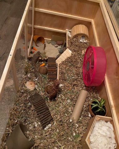 Proper cage for hamster sale