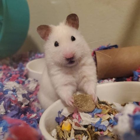 How to Care for Your Hamster: The Basics