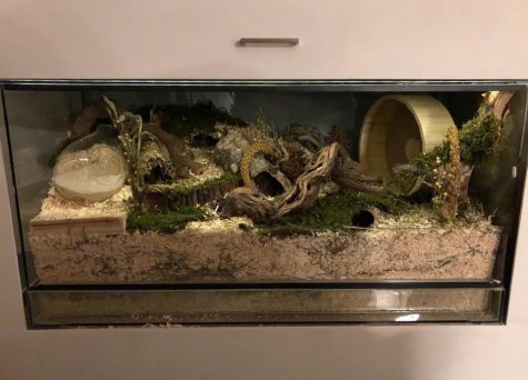 natural hamster cage setup