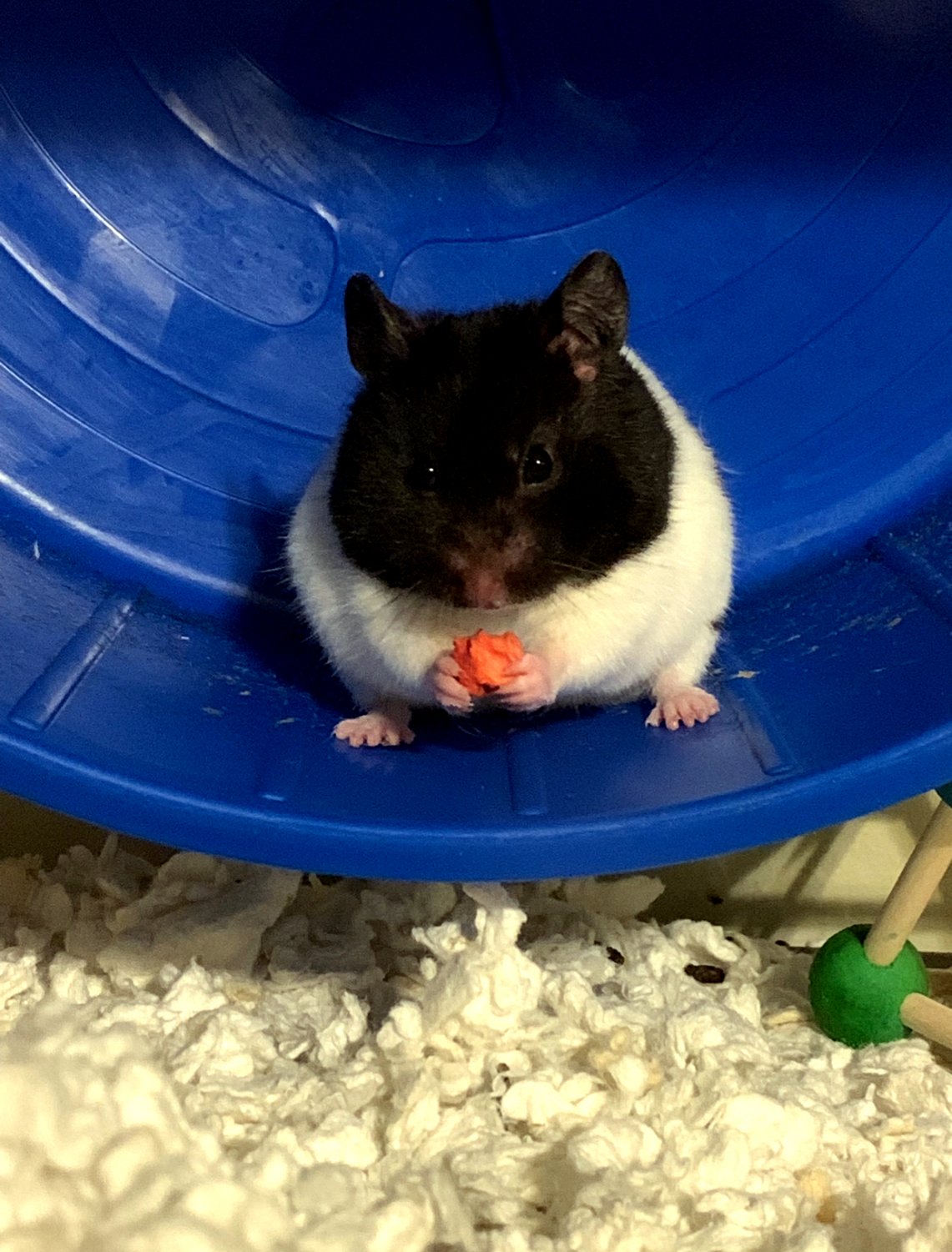 How Long Can a Hamster Go Without Food: Understanding Pet Care Essenti —  Animal Hearted Apparel