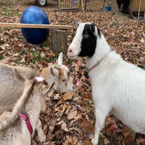 Clara, as the senior goat, is sometimes taken aback by the behavior of the youngsters.