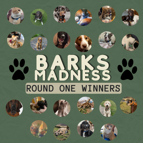 Barks Madness Round One Winners