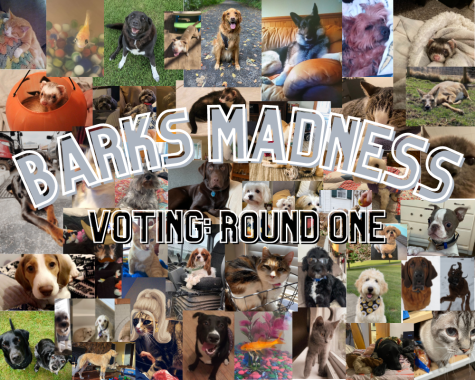 Barks Madness Voting: Round One