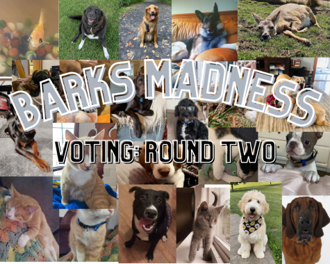 Barks Madness Voting: Round Two