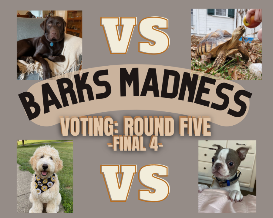 Barks Madness Voting: The Final Four
