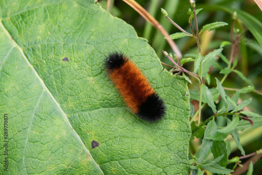 According to this woolly bear, winter isnt going to be too harsh.