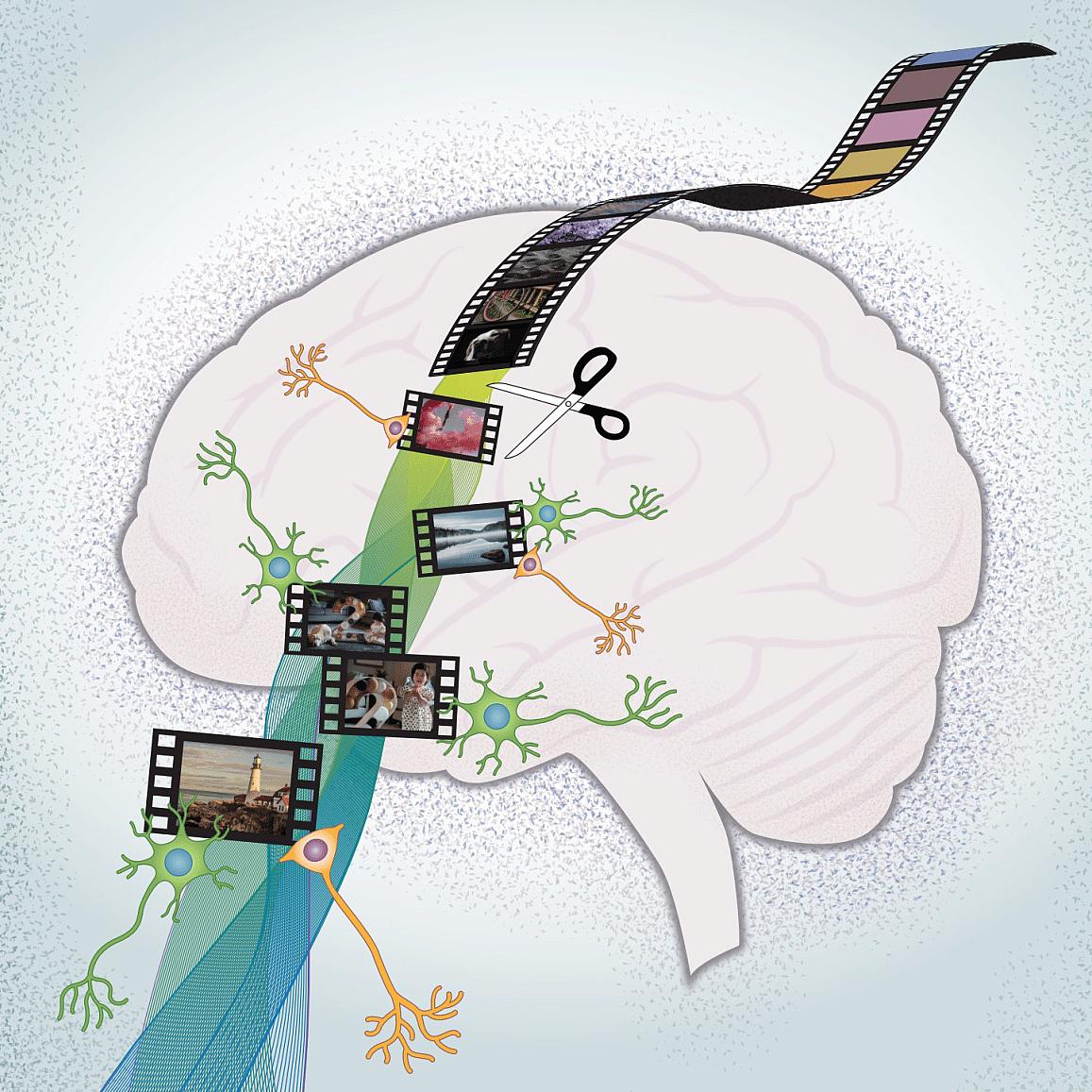 The human brain with remembered images. Image credit: Rutishauser lab, Cedars-Sinai Medical Center.
