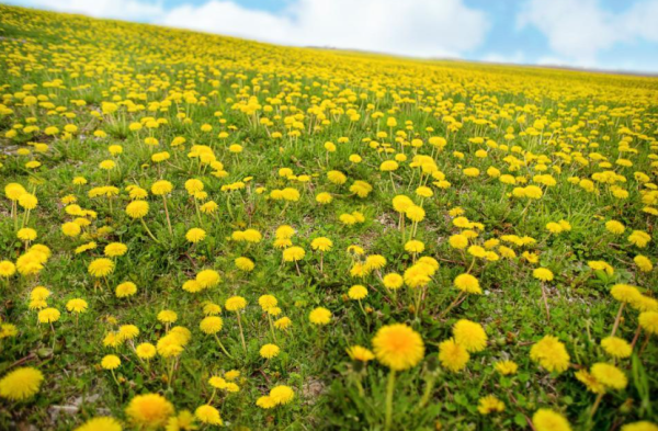 Navigation to Story: The 40th Annual Dandelion Festival