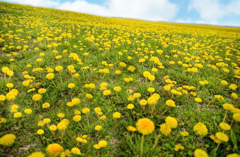 Field of dandelions. Photo credit: Jill Wellington