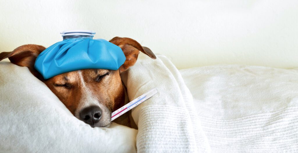 Sick dog. Photo credit: Substack