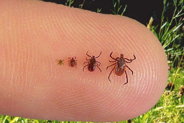 Various human-biting tick breeds. Photo credit: California Department of Public Health